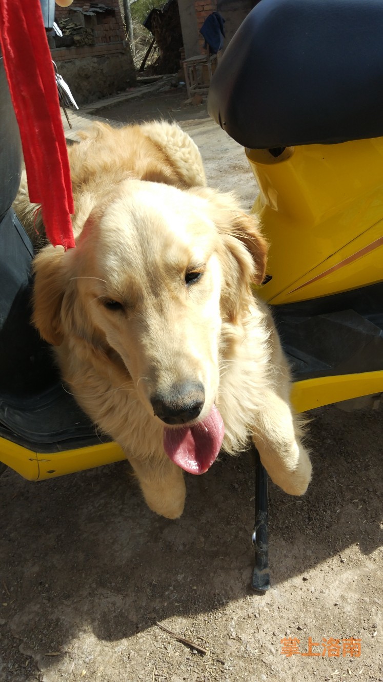 九个月公金毛出售,600元