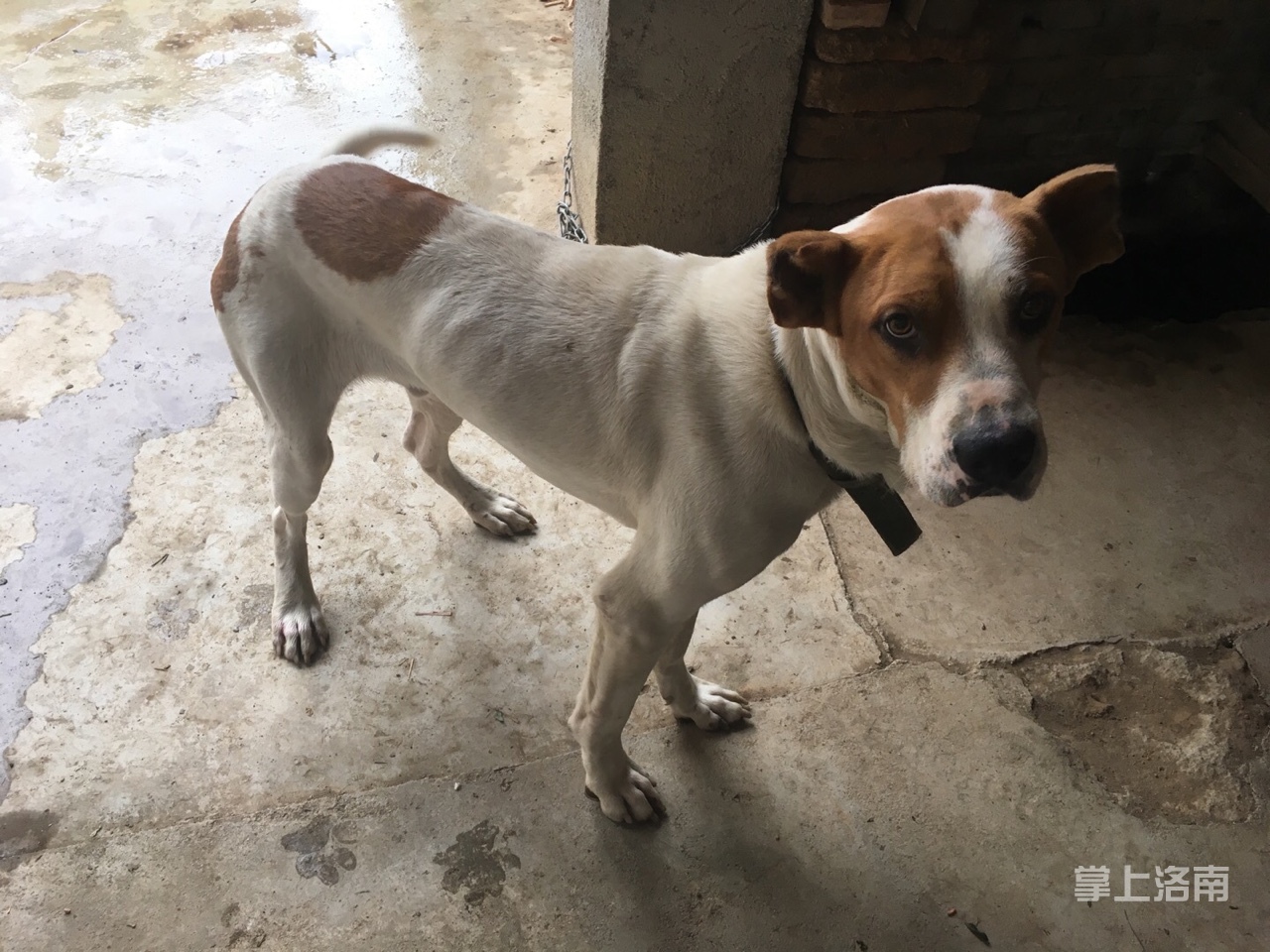 中亚牧羊犬公一年,便宜转了,么人喂了电话17691239636