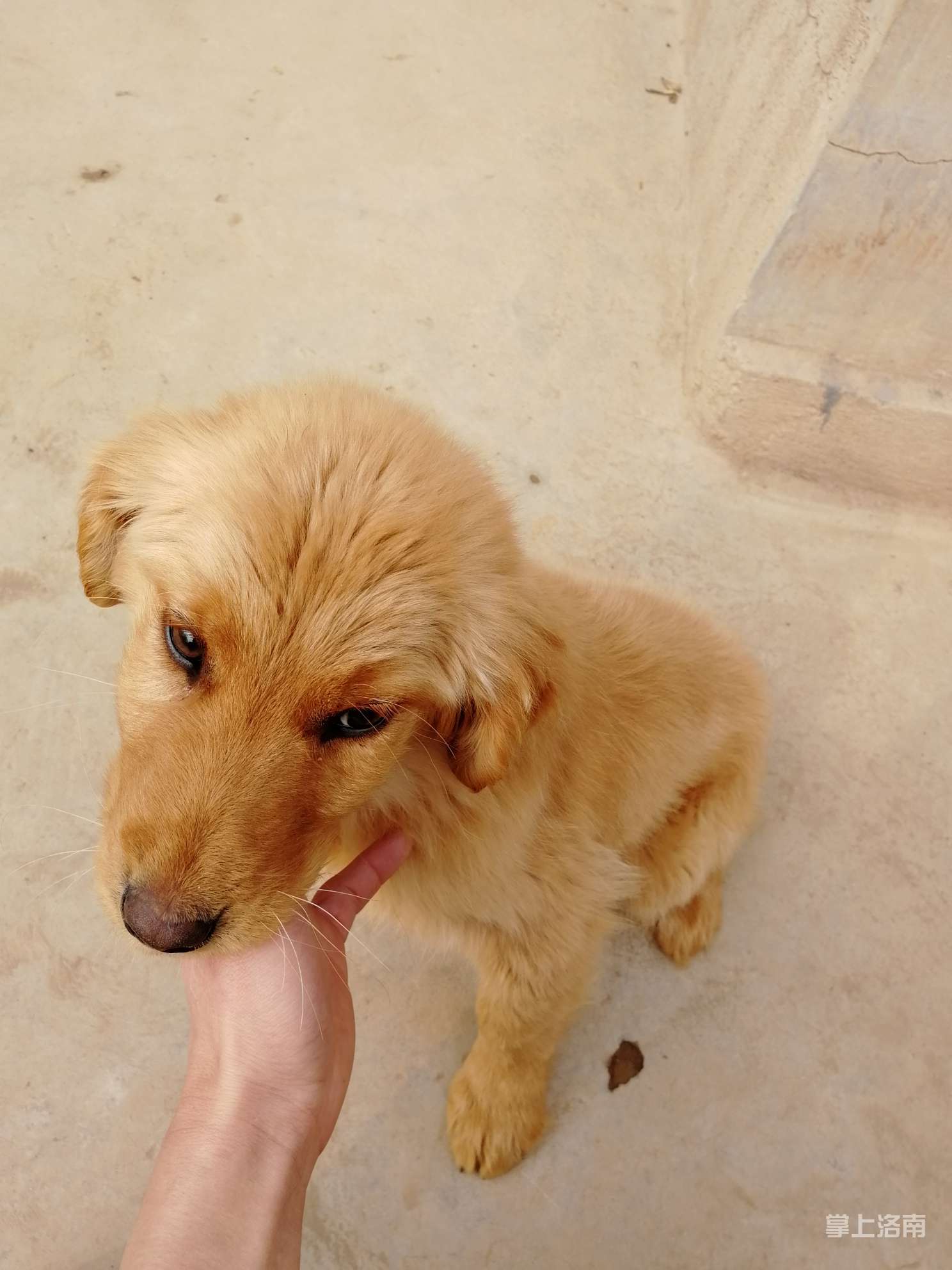 4个月金毛犬公低价出售